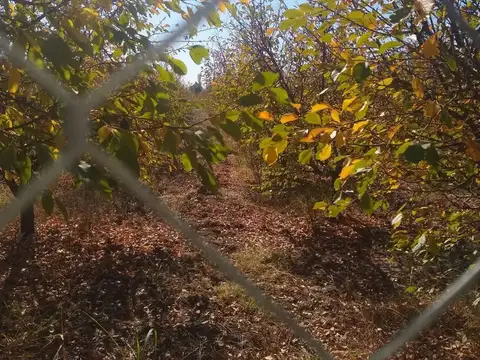 FINCA DE FRUTALES, CARRIL NORTE SAN MARTÍN