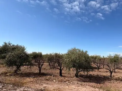 VENTA FINCA MAIPÚ