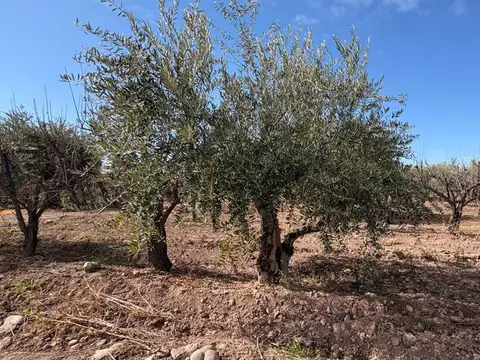 VENTA FINCA MAIPÚ