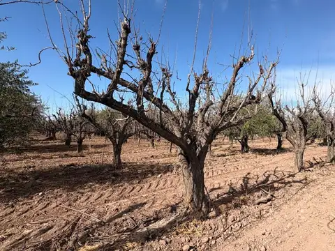 VENTA FINCA MAIPÚ