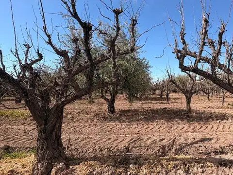 La Falda 200