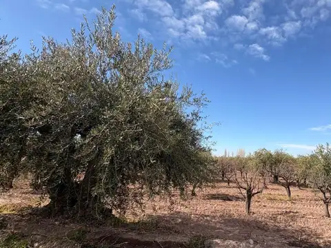 La Falda 200