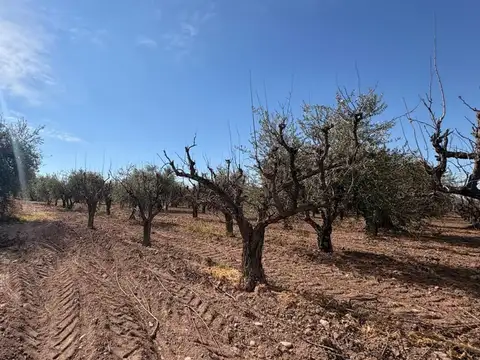 VENTA FINCA MAIPÚ