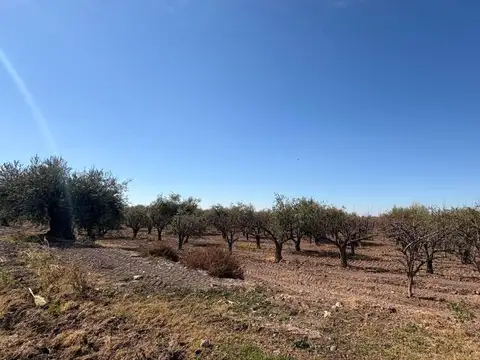 Campo en Venta en Cruz de Piedra, Maipú