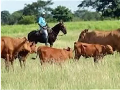 800 hectareas campo de cria en PILA , con mejoras 