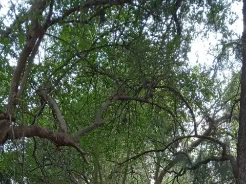 VENDO LOTES DE 10 X 35 CADA UNO, Zona de QUINTAS