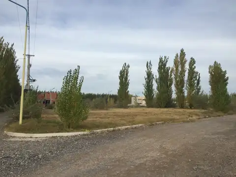 Natividad Martin De Vallejo 100