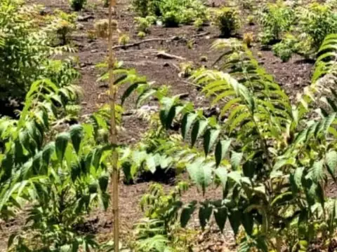 Barrio Parque en el Remanso