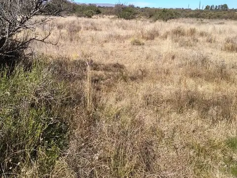 Terreno Campo  en Venta ubicado en Cortaderas, Chacabuco - LAN0248_LP359398_4