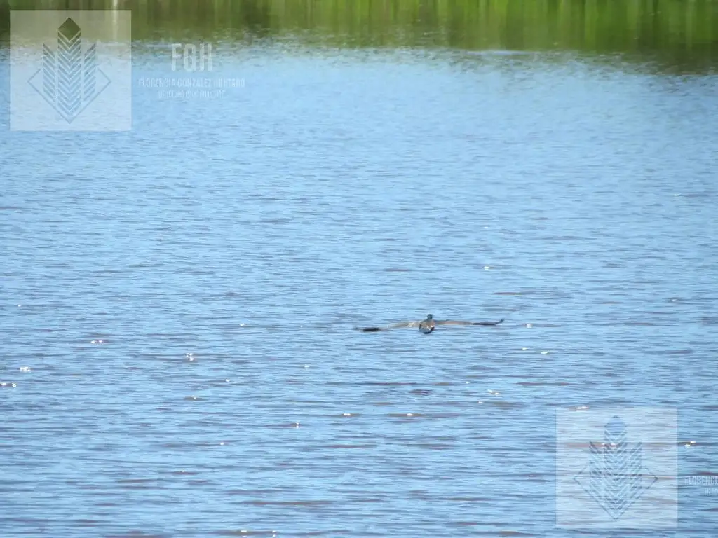 Lote Amarra Cazal - Foto 40