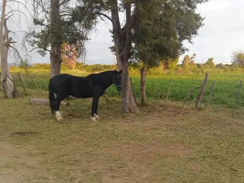 ruta 38