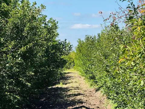Venta Finca en producción 48,28has, San Martin