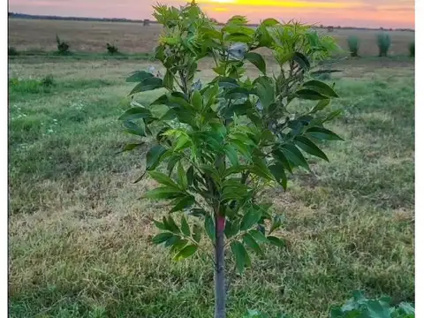 Terreno en Venta de 2000,0 m2