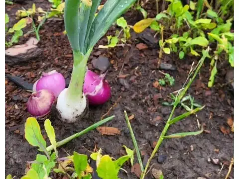 Terreno en Venta de 2000,0 m2