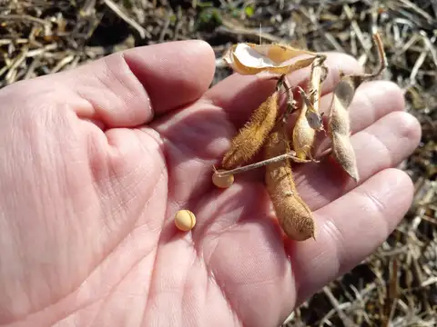 Campo de 6 has, San Andrés de Giles