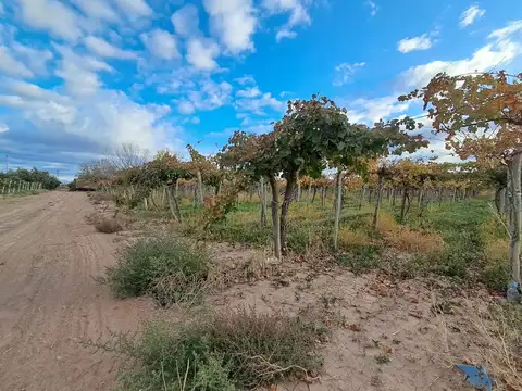 Colonia los Amigos 700