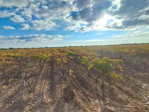 Venta de finca productiva 50 ha, medrano, mendoza