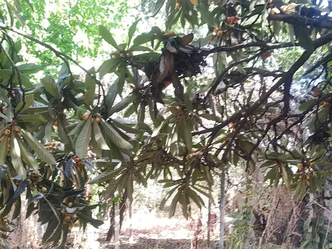 Santiago del Estero 200