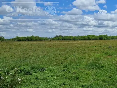 Excelente fraccion de 60 hectareas mixtas en San Andres de Giles. BS.AS