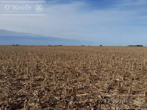 Campo en  venta 295 has Magdalena