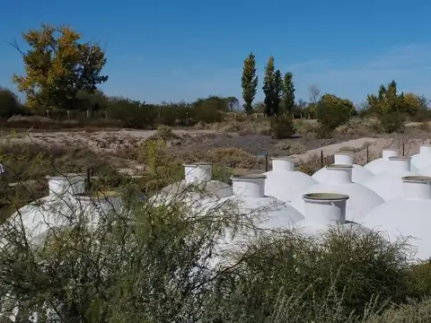 Venta Planta Industrial Olivicola y Fruticola