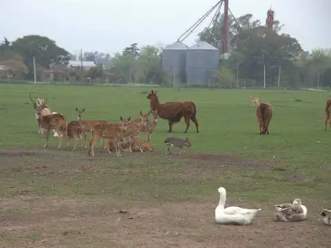 COLECTORA NORTE  -  PARADA ROBLES