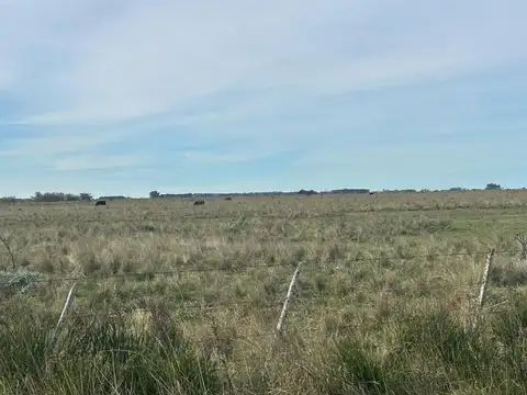 Campo en Venta Ganadero