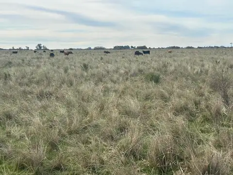 Campo ganadero de 130 hectareas en Alvarez Jonte,Punta Indio