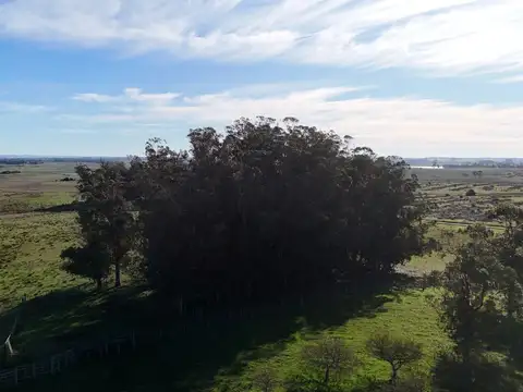 Campo en venta de 24 ha en ruta 10 las Garzas Rocha Uruguay
