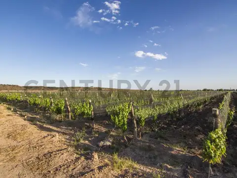 SE VENDE FINCA EN LUJAN DE CUYO