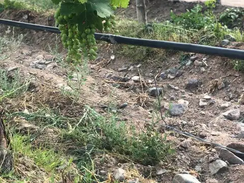 Cafayate Chimpa RN68 km9