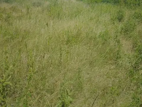 El Arbolito Lote C