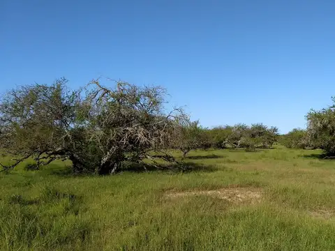 Campo en Venta de 343  ha