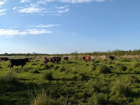 343 has sobre ruta de asfalto