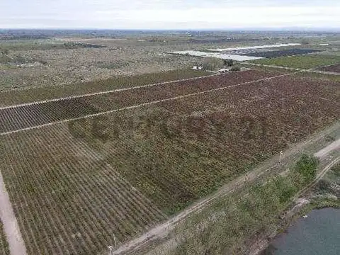 VENTA Fincas Montecaseros, San Martín, Mendoza".