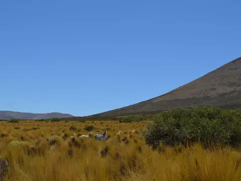 3750 ha - Ganaderas - Ranquilon - Neuquen