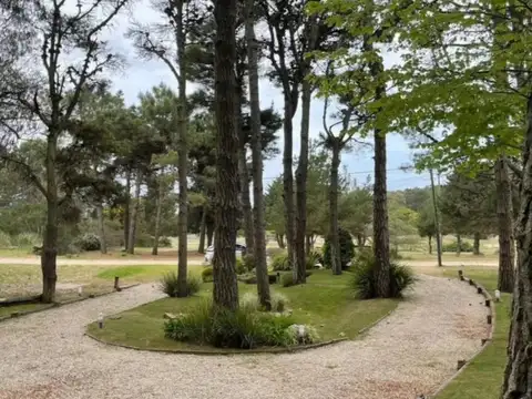 Alberto Willians y las Acacias  al 0