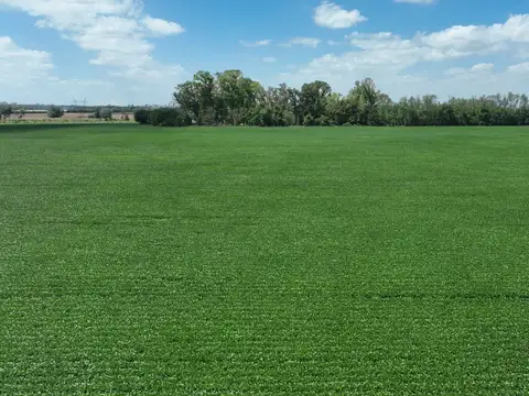 Campo en Venta Agrícola