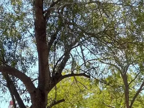 Terreno en Venta 30  mts Fondo