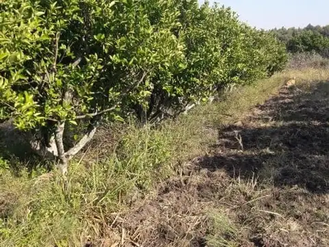 La Criolla