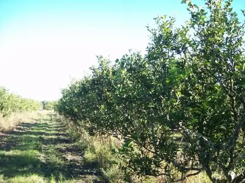 Hectáreas en venta La Criolla