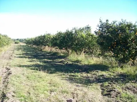 La Criolla