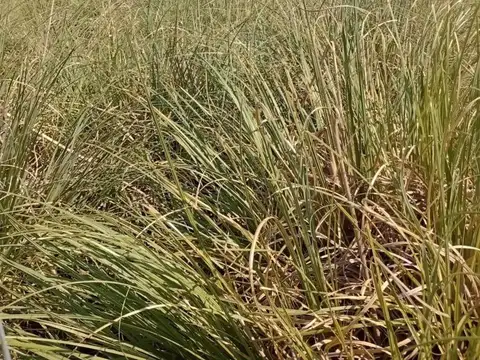 Terreno en Venta 108  mts Fondo