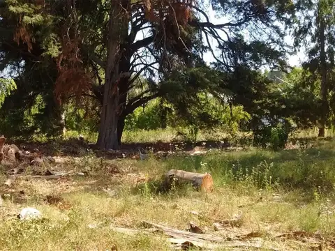 Añosa Arboleda