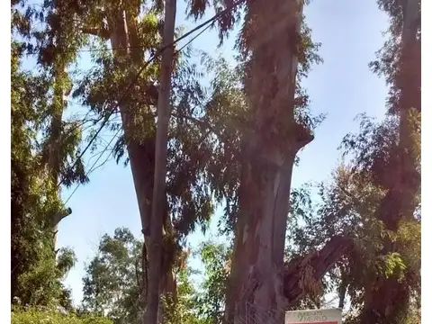 Añosa Arboleda