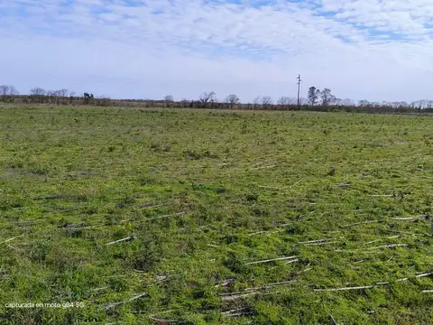 VENTA 55 HAS CAMPO AGRICOLA SAN MARIANO