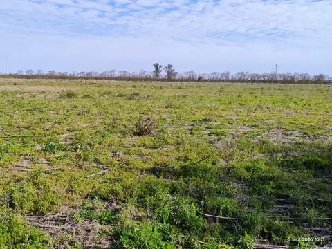VENTA 55 HAS CAMPO AGRICOLA SAN MARIANO