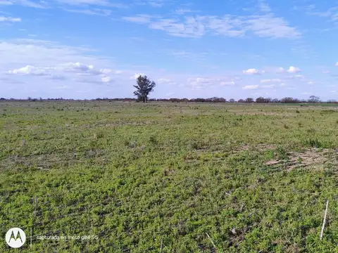 VENTA 55 HAS CAMPO AGRICOLA SAN MARIANO