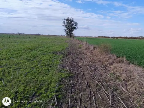 VENTA 55 HAS CAMPO AGRICOLA SAN MARIANO