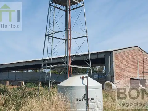 Granja de cerdos en Gorchs, a pocos kilómetros de Ruta Nacional 3
